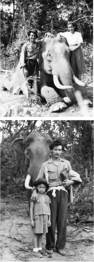 โปสเตอร์ภาพยนตร์ พลายมลิวัลย์ ใช้เป็นพื้นหลัง